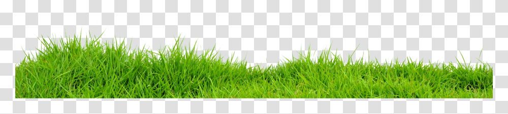 Greengrass, Plant, Lawn, Ball Transparent Png