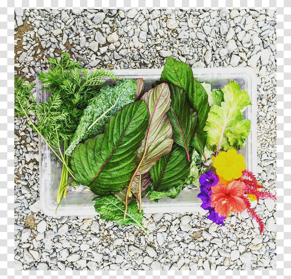 Greens Rincon Puerto Rico Garden Smoothies Juices Healthy Bouquet, Plant, Leaf, Potted Plant, Vase Transparent Png