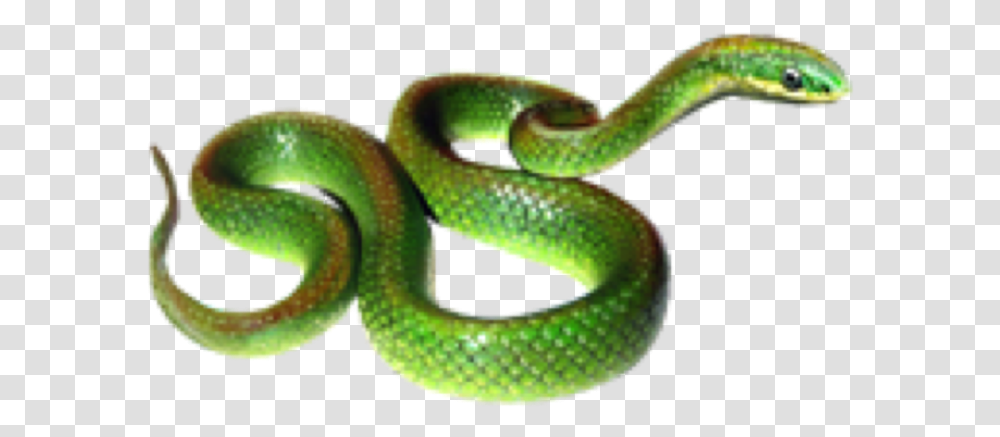 Greensnake Snake Snaks Rope Animals Sticker By Proomo Grass Snake, Reptile, Green Snake Transparent Png