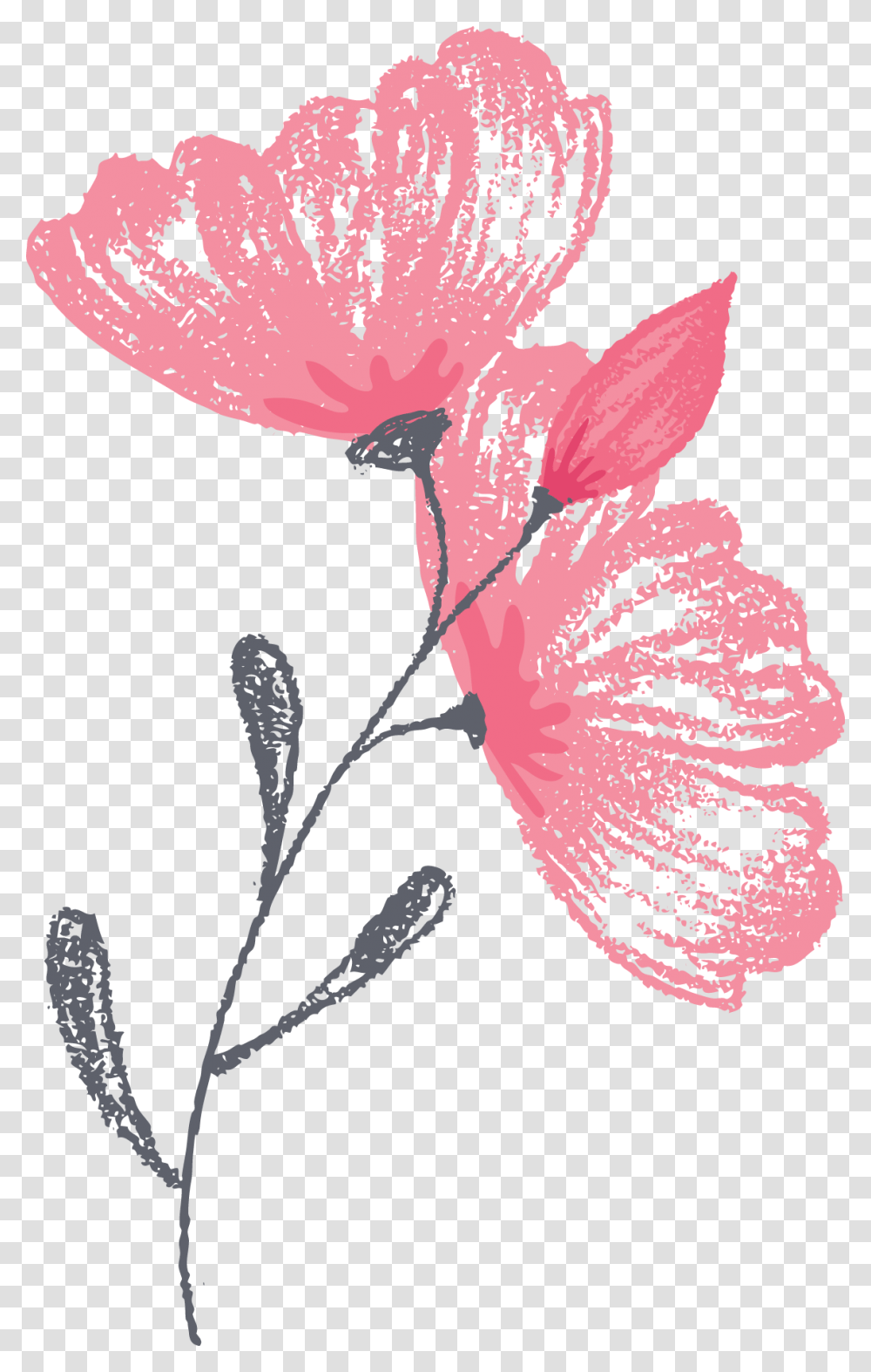 Greenwich Photographer Flower Graphic Illustration, Plant, Petal, Blossom, Leaf Transparent Png