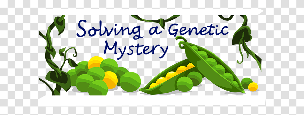 Gregor Mendel Ask A Biologist, Green, Nature, Land, Outdoors Transparent Png