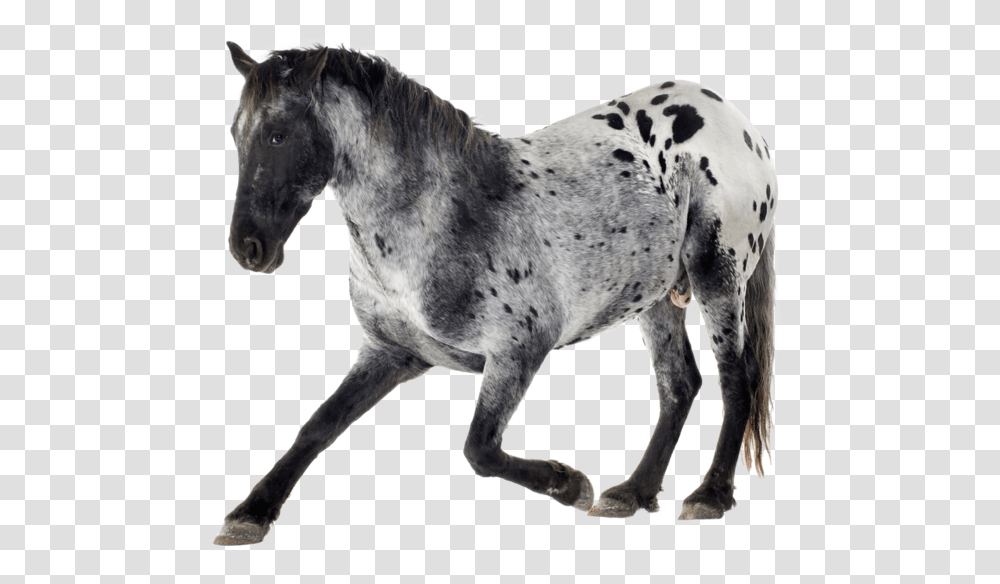 Grey And White Horses Appaloosa, Mammal, Animal, Colt Horse, Andalusian Horse Transparent Png