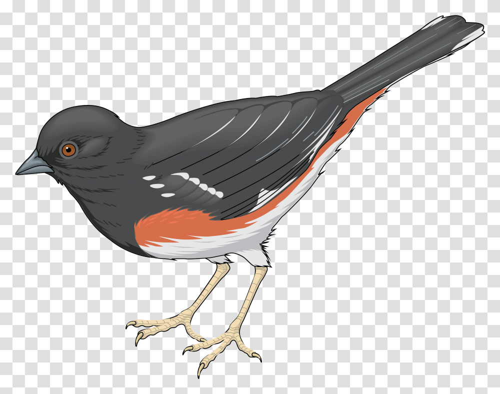 Grey Bird Clipart Realistic Bird Clipart, Animal, Blackbird, Agelaius, Wren Transparent Png