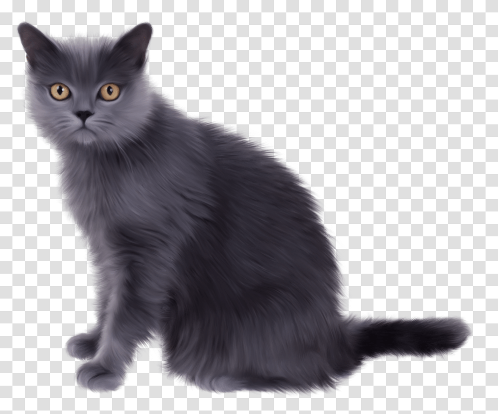 Grey Cat, Angora, Pet, Mammal, Animal Transparent Png
