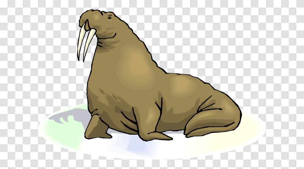 Grey Clipart Walrus, Mammal, Sea Life, Animal Transparent Png