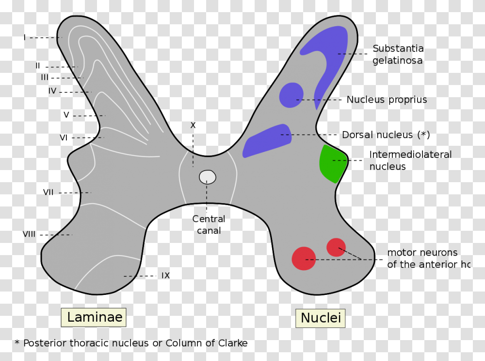 Grey Commissure Clarkes Nucleus, Machine, Wheel, Tie, Accessories Transparent Png