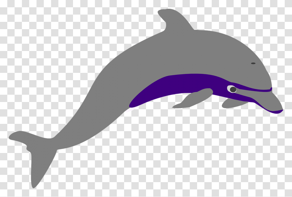 Grey Dolphin, Sea Life, Animal, Mammal, Baseball Cap Transparent Png