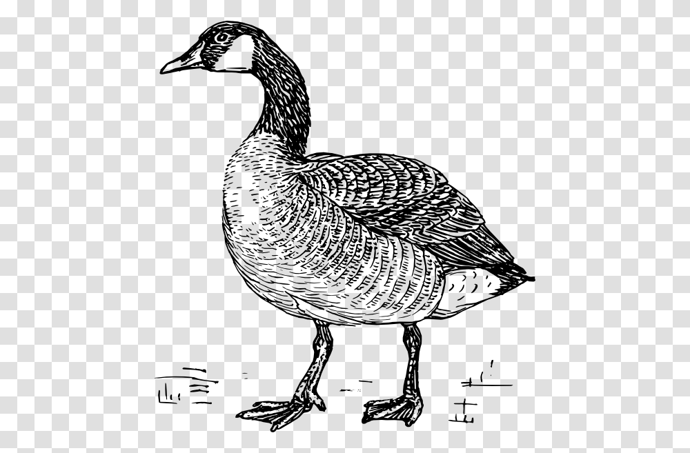 Grey Goose Goose Black And White, Bird, Animal, Waterfowl, Anseriformes Transparent Png