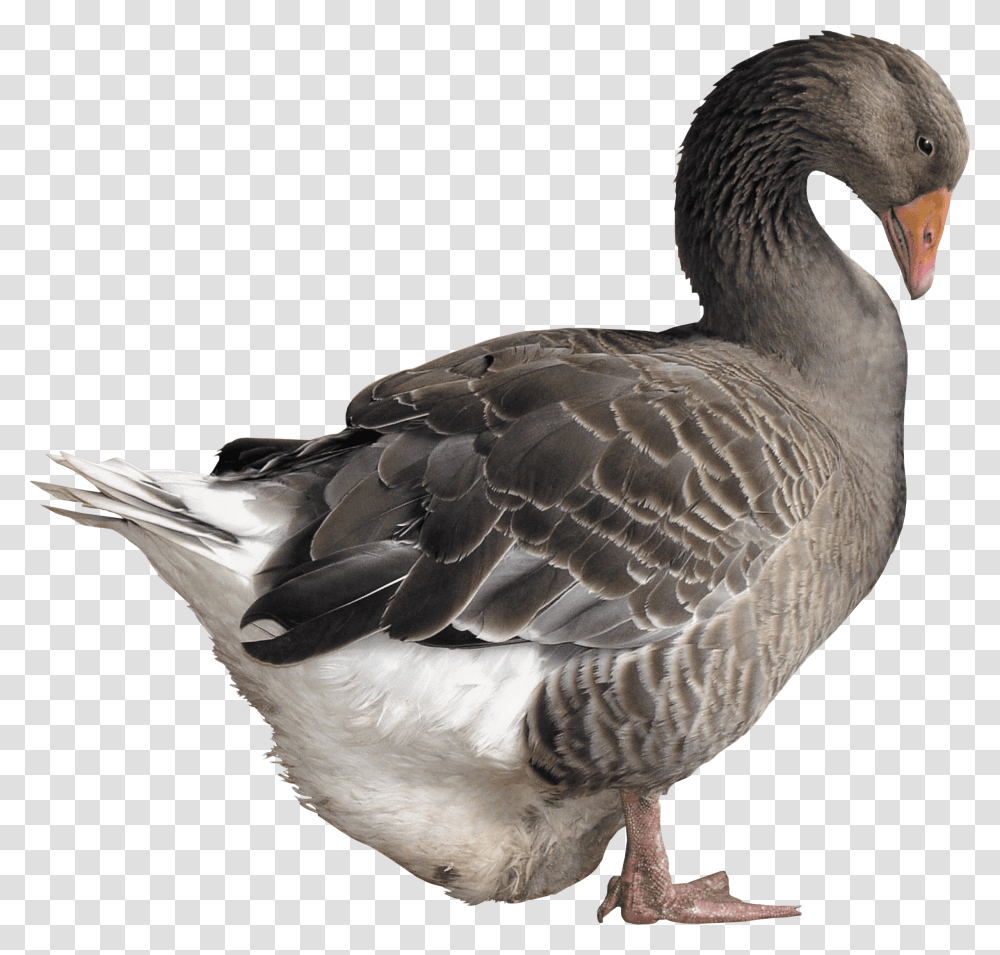 Grey Goose Image Grey Goose Bird, Animal, Waterfowl, Anseriformes, Swan Transparent Png