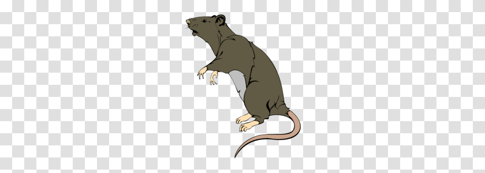 Grey Greedy Rat Clip Art, Animal, Reptile, Mammal, Wildlife Transparent Png
