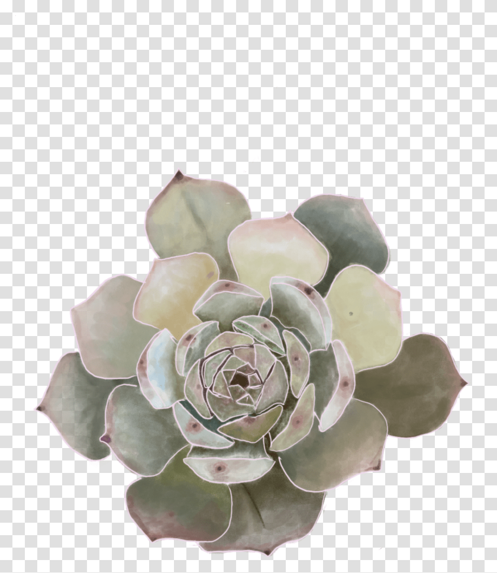 Grey Green Flower Original Ordinary Mexican Flowers Transparent Png