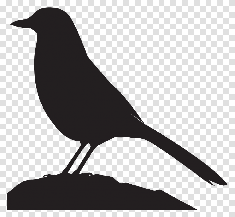 Grey Jay Silhouette, Animal, Bird, Finch, Blackbird Transparent Png