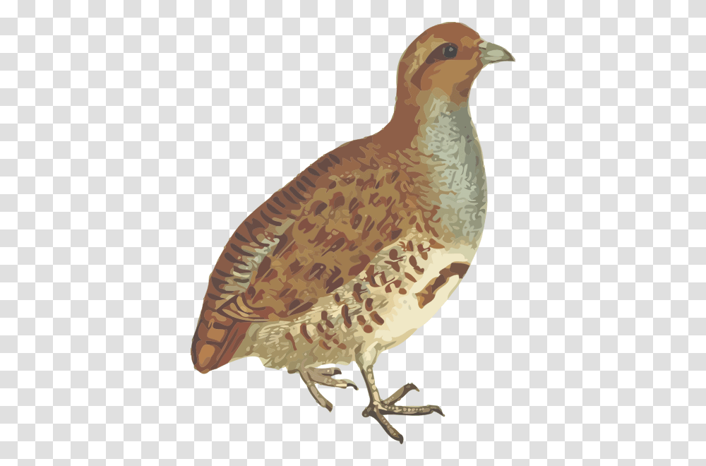 Grey Partridge Gray Partridge, Bird, Animal, Duck, Waterfowl Transparent Png