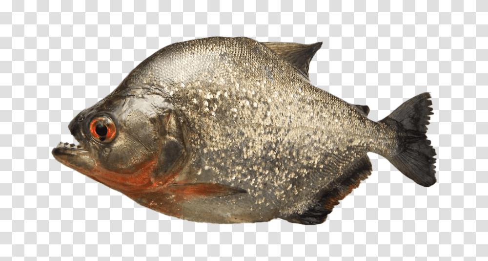 Grey Piranha Piranha, Fish, Animal, Carp, Sea Life Transparent Png