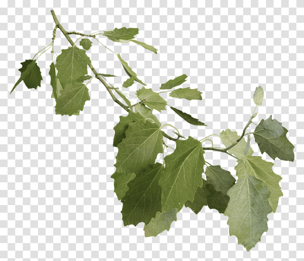 Grey Poplar Grapevines, Leaf, Plant, Veins, Tree Transparent Png