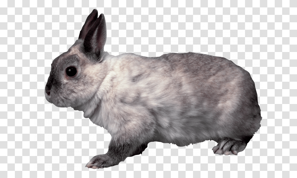 Grey Rabbit Background, Rodent, Mammal, Animal, Cat Transparent Png