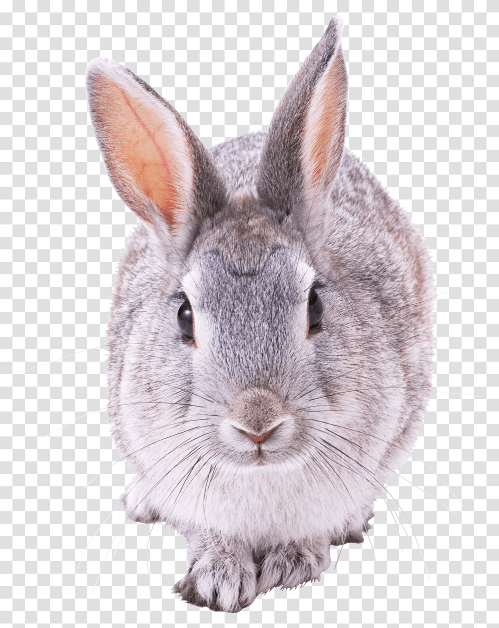 Grey Rabbit Front View Rabbit Front View, Rodent, Mammal, Animal, Bunny Transparent Png