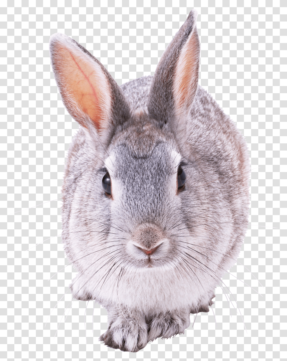 Grey Rabbit Transparent Png