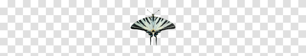 Grey Smoke Cloud, Butterfly, Insect, Invertebrate, Animal Transparent Png