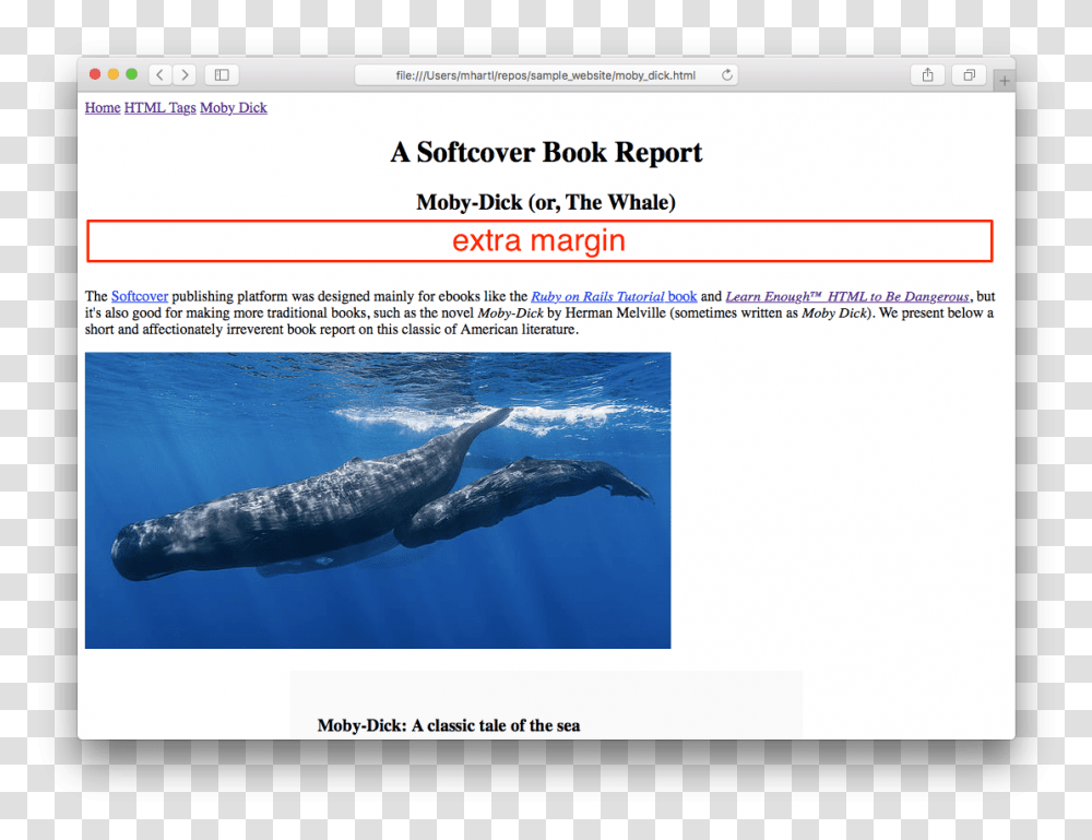 Grey Whale, Mammal, Sea Life, Animal Transparent Png