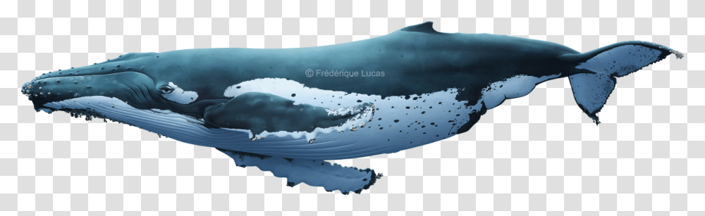 Grey Whale, Nature, Outdoors, Sea, Water Transparent Png