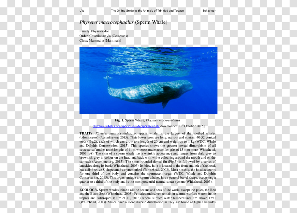 Grey Whale, Sea Life, Animal, Mammal, Shark Transparent Png
