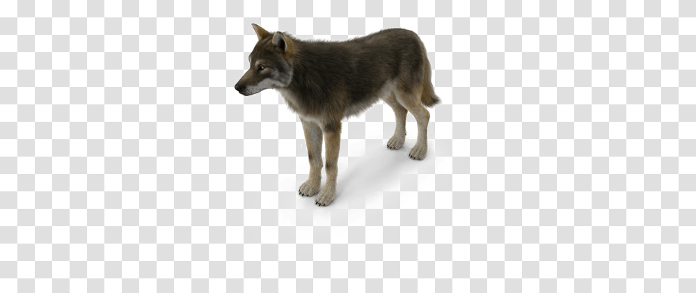 Grey Wolf Pic Canis Lupus Tundrarum, Mammal, Animal, Coyote, Red Wolf Transparent Png