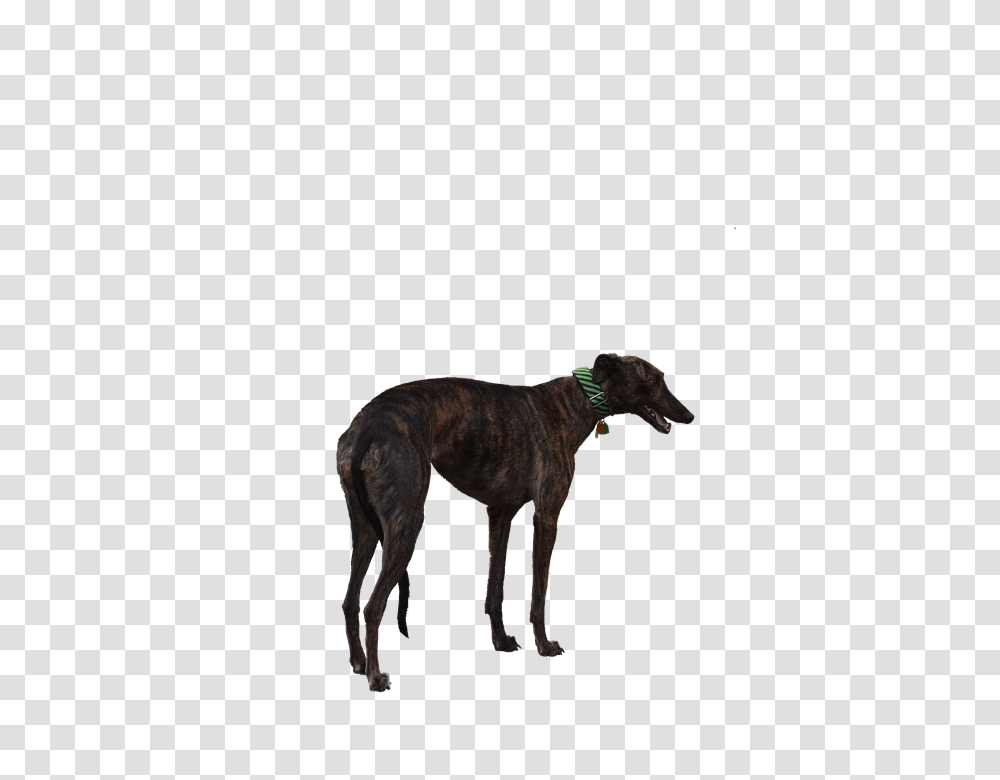 Greyhound 960, Animals, Mammal, Dog, Pet Transparent Png