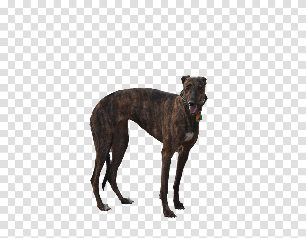 Greyhound 960, Animals, Dog, Pet, Canine Transparent Png