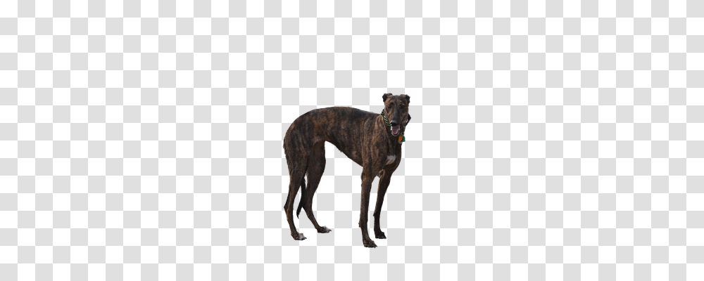 Greyhound Animals, Dog, Pet, Canine Transparent Png