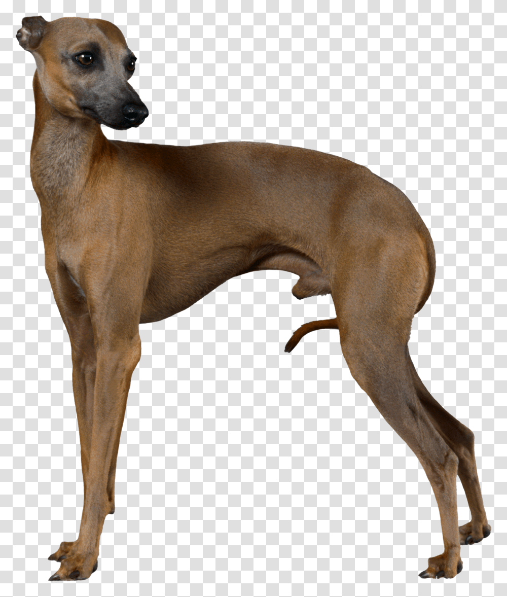 Greyhound Dog Clipart Italian Greyhound Body, Pet, Canine, Animal, Mammal Transparent Png
