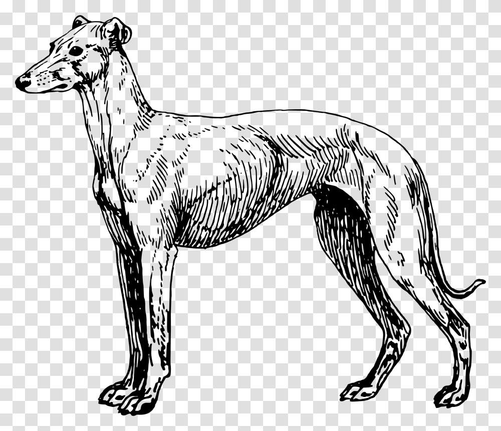 Greyhound Lines Greyhound Adoption Clip Art, Gray, World Of Warcraft Transparent Png