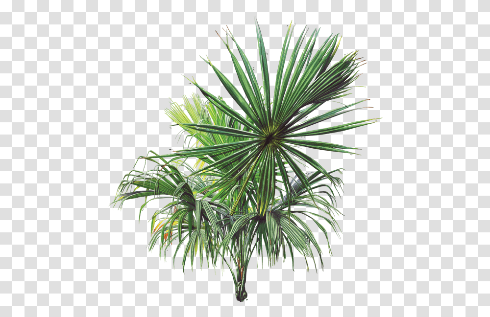 Grfica Palma De Corozo, Plant, Tree, Palm Tree, Arecaceae Transparent Png
