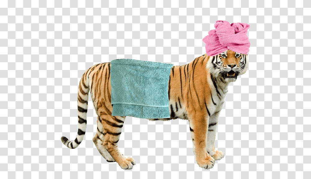 Grft Colchester Zoo, Tiger, Wildlife, Mammal, Animal Transparent Png
