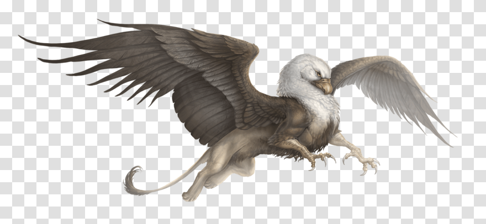 Griffin, Fantasy, Bird, Animal, Eagle Transparent Png
