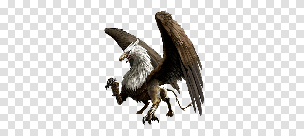 Griffin, Fantasy, Dragon, Chicken, Poultry Transparent Png