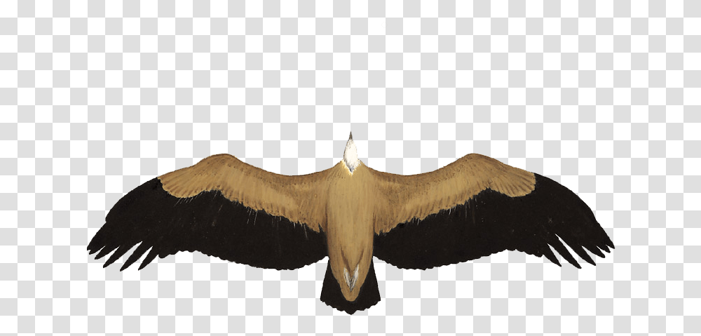 Griffon Vulture Condor, Bird, Animal, Flying Transparent Png