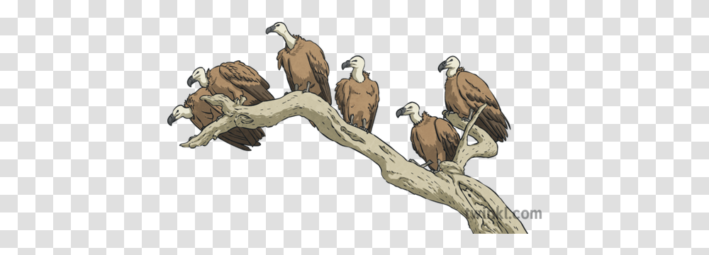 Griffon Vultures Carrion Birds Six Branch Animals Ks2 Griffon Vulture, Condor, Person, Human Transparent Png