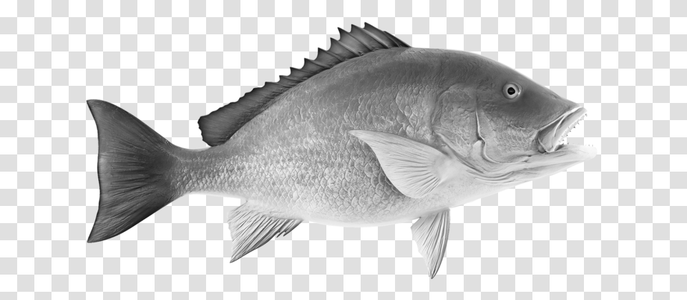 Grilled Whole Snapper Red Snapper Clipart, Fish, Animal, Carp, Perch Transparent Png
