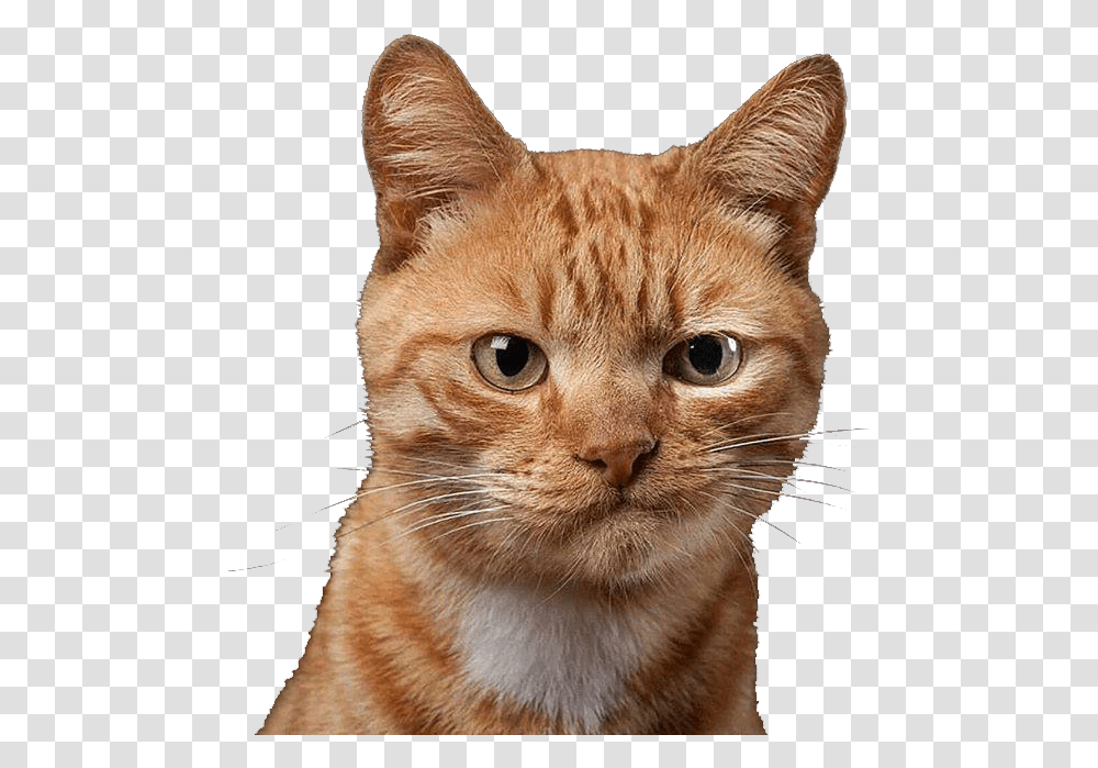 Grimace Cat Dubious Cat, Manx, Pet, Mammal, Animal Transparent Png