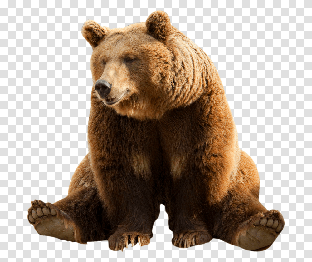 Grizzly Bear Background Brown Bear, Wildlife, Mammal, Animal, Dog Transparent Png