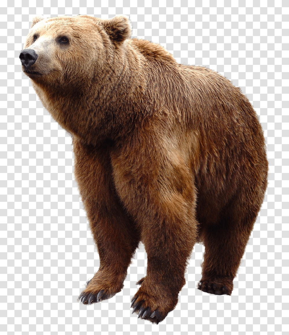 Grizzly Bear Bear, Wildlife, Mammal, Animal, Brown Bear Transparent Png