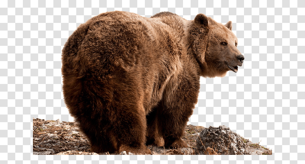 Grizzly Bear Brown Bear, Wildlife, Mammal, Animal Transparent Png