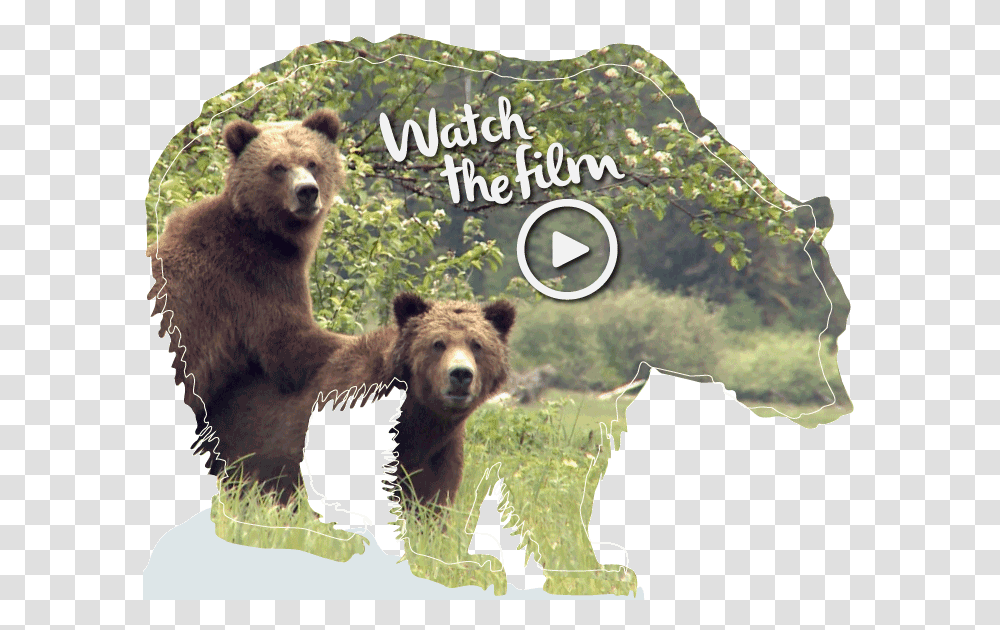 Grizzly Bear First Nations Hunting Animals, Wildlife, Mammal, Brown Bear, Zoo Transparent Png