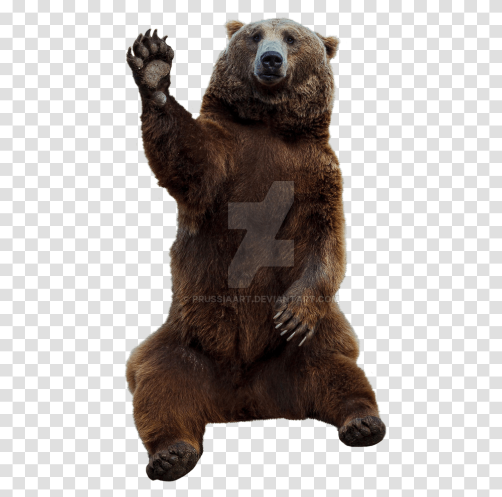Grizzly Bear Grizzly Bear, Brown Bear, Wildlife, Mammal Transparent Png