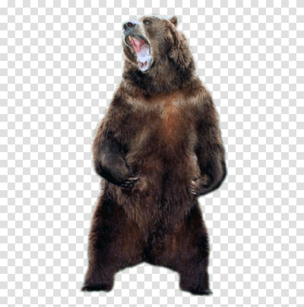 Grizzly Bear, Mammal, Animal, Wildlife, Brown Bear Transparent Png