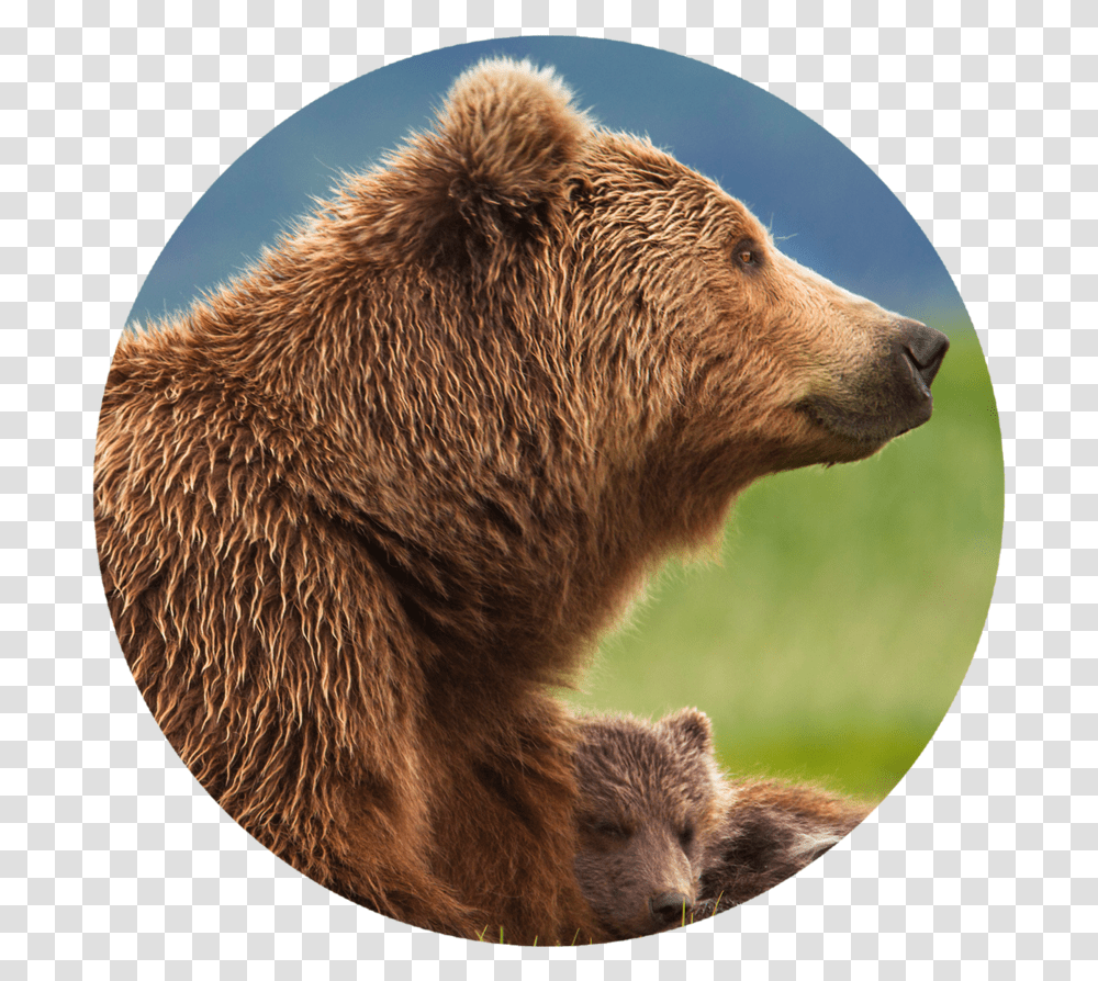 Grizzly Bear Papa Bear And Cubs, Wildlife, Mammal, Animal, Brown Bear Transparent Png