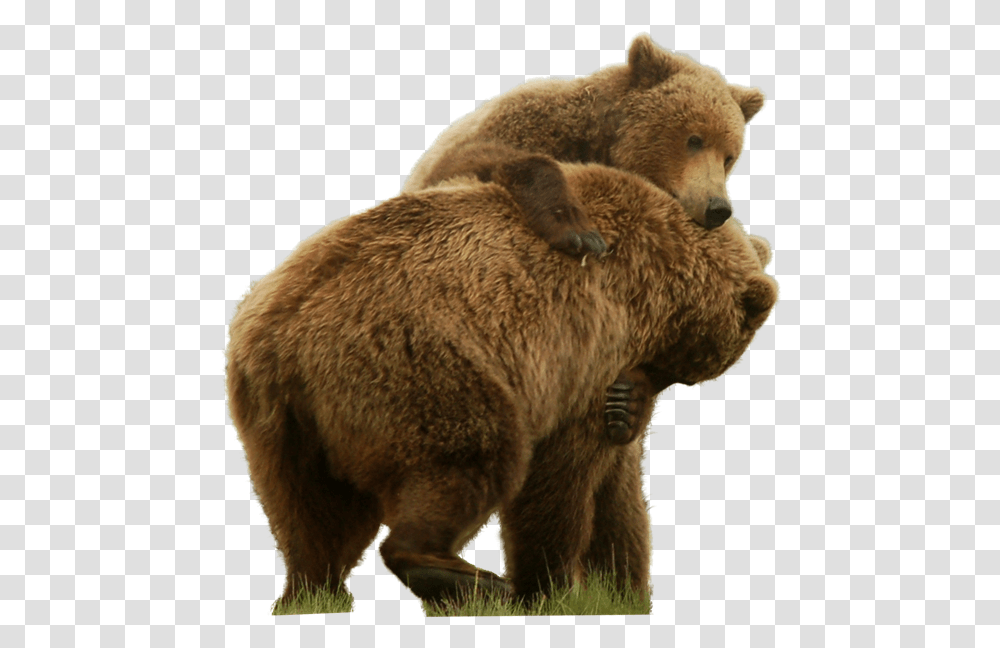 Grizzly Bear Standing Image Grizzly Bear, Brown Bear, Wildlife, Mammal, Animal Transparent Png