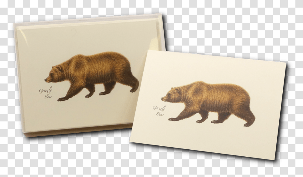 Grizzly Bear, Wildlife, Mammal, Animal, Brown Bear Transparent Png