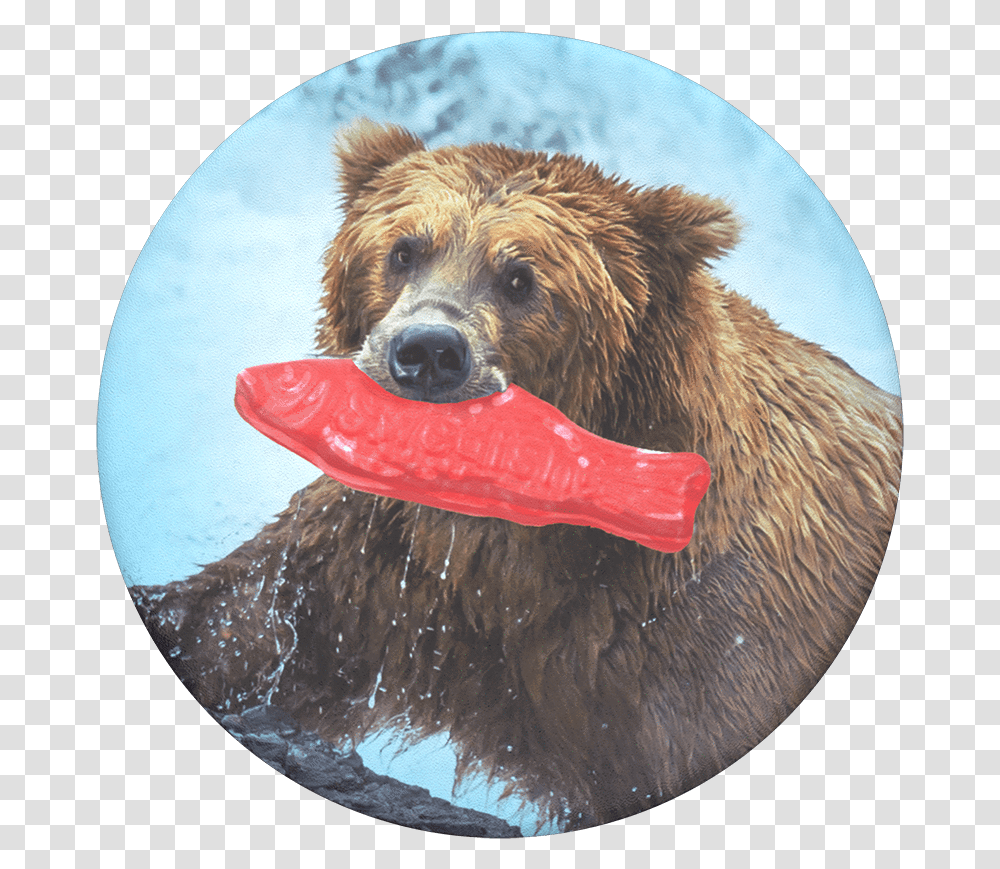 Grizzly Bear With Fish, Dog, Pet, Canine, Animal Transparent Png